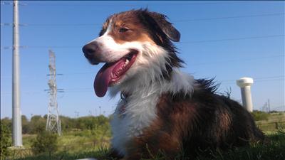 Dog Days of Summer 2012 - Gallery XII