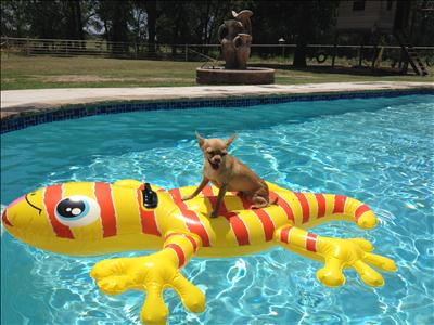 Dog Days of Summer 2012 - Gallery VI