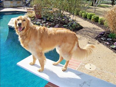 Dog Days of Summer 2012 - Gallery XI