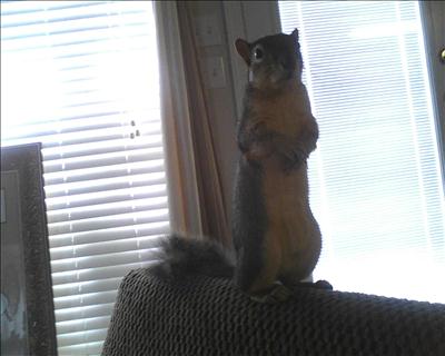 Share Your Squirrels