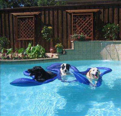 Dog Days of Summer 2012 - Gallery VII
