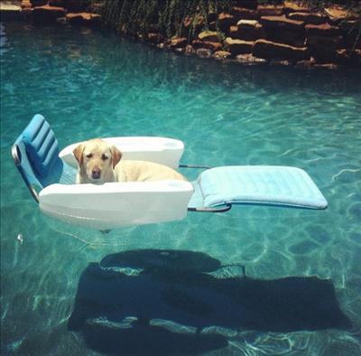 Dog Days of Summer 2012 - Gallery X