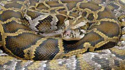 Counter Intelligence: Fla. to Unleash Python Hunters