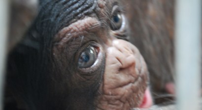 A photo of the new baby chimp from Dallas zookeeper Melody Forshey.