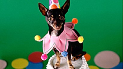 Dog on greeting card cover Dog on greeting card cover