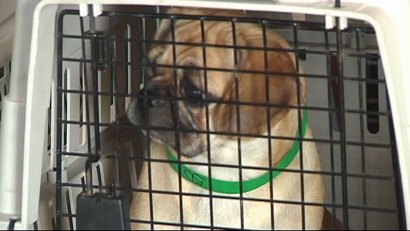 500 Dogs Seized From N. Texas Kennel