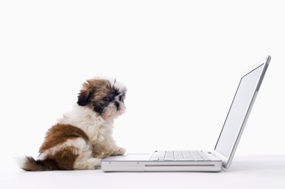 Shih Tzu puppy sitting in front of laptop