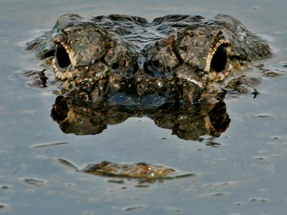 An alligator, similar to the one pictured here, attacked a golfer reaching for his ball in a pond at a South Carolina golf course. 