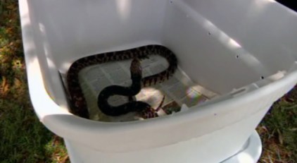 Snakes, Flip-Flops Don't Mix