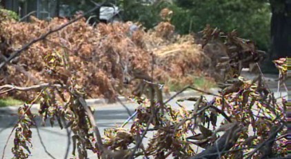 Month-Old Storm Debris Now Fire Hazard: Residents