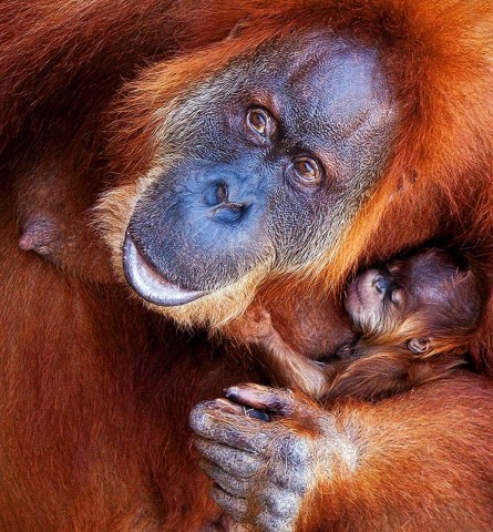 Fort Worth Orangutan Finds Home in Atlanta