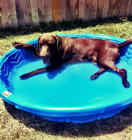 Dog Days of Summer 2011 - Gallery VIII