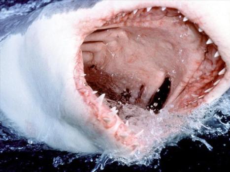 Weekend Watch List: Scientists! Sharks! Angry Bridesmaids! Bras!