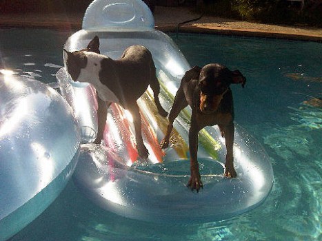 Wednesday Watch List: RUFF RUFF!