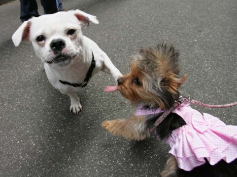 Monday Watch List: IT’S A DOGGY DOGG WORLD!