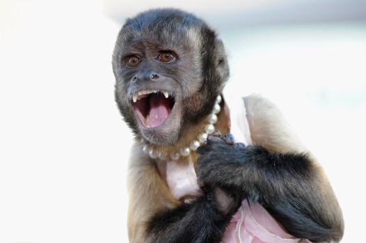 "Hangover Part II" Co-Stars Admire Crystal's Monkeyshines