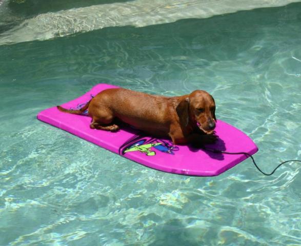 Dog Days of Summer 2009 - Gallery V