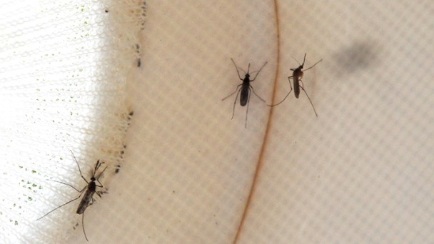 CDC Says It Advised Aerial Spraying Weeks Earlier