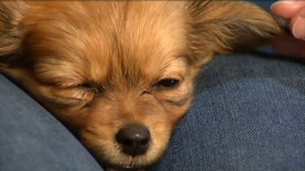 Know Your Rights Before Buying Pets at a Pet Store