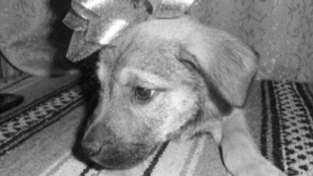 Pet Store Accused of Selling Puppies With Parvo