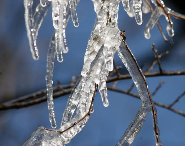 Nature on Ice