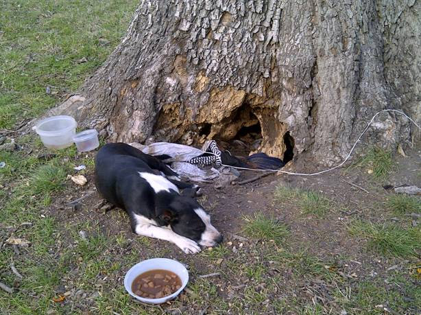 Dog and Puppies Rescued From Tree