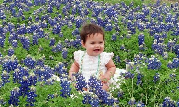 Bluebonnets in Bloom - Gallery VII
