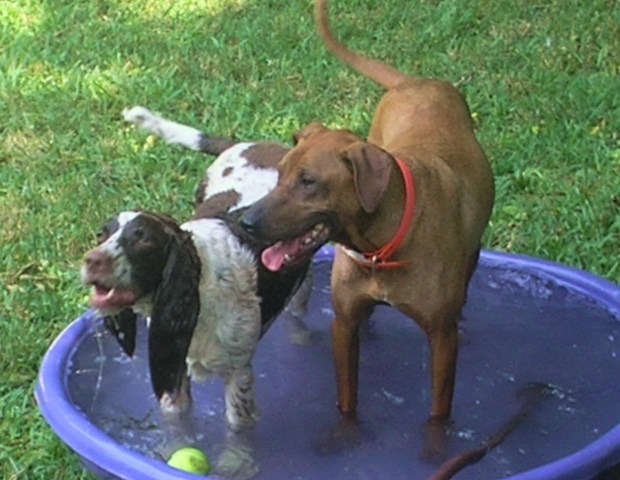Dog Days of Summer 2010 - Gallery I