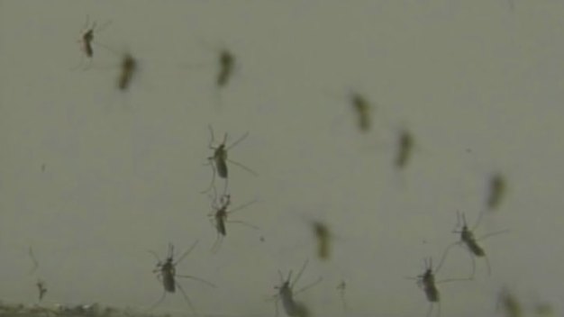 Denton Approves $20K for Mosquito Spraying