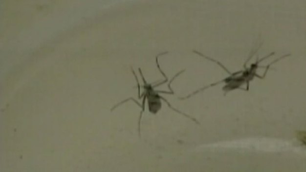 Second Flower Mound Mosquito Tests Positive for WNV