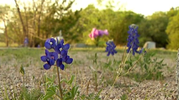 Picking Bluebonnets is Against the Law?