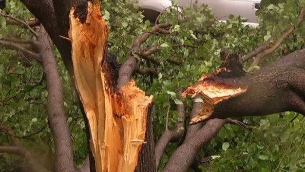 McKinney Cleaning Up Downed Branches, Trees