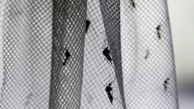 Dallas Mosquito Spraying Continues Tuesday