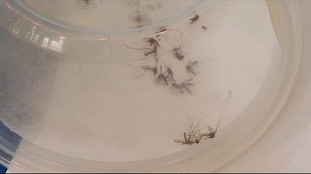 Dallas Starts Ground Spraying for Mosquitoes