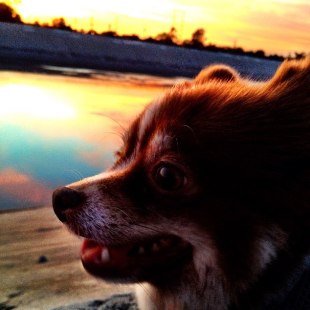 Your Dog Wants a Vacation