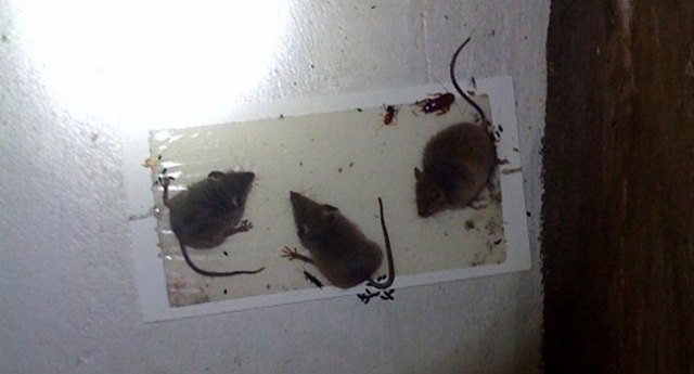 Warning Disturbing Images: Dead Mice Found in Peanut Plant