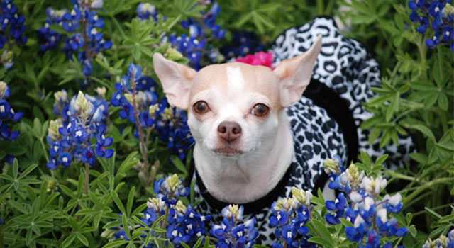 Sitting Pretty:  Many More Bluebonnet Viewer Photos