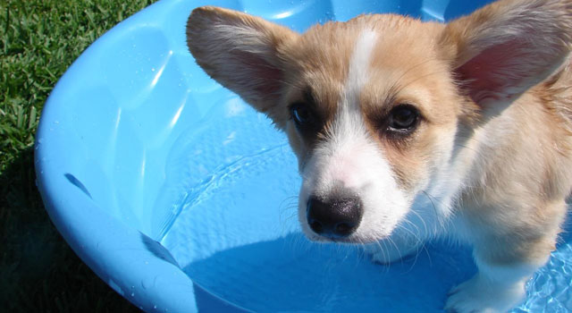 Dog Days of Summer 2009 - Gallery I