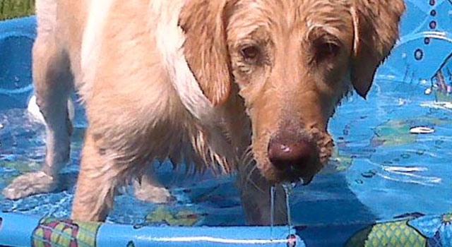 Dog Days of Summer 2009 - Gallery II