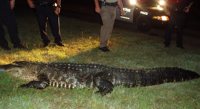 Gator Found in East Fort Worth Neighborhood 