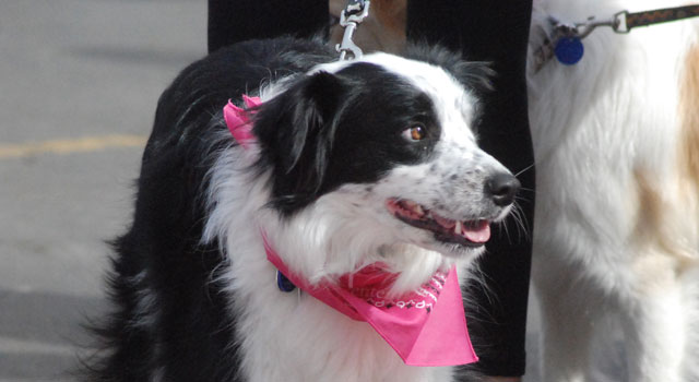 Pets for the Cure