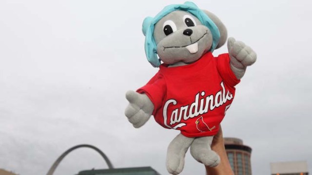 The Cardinals Rally Squirrel