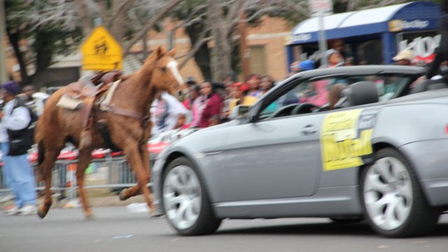 Horse Briefly Runs Riderless in MLK Parade