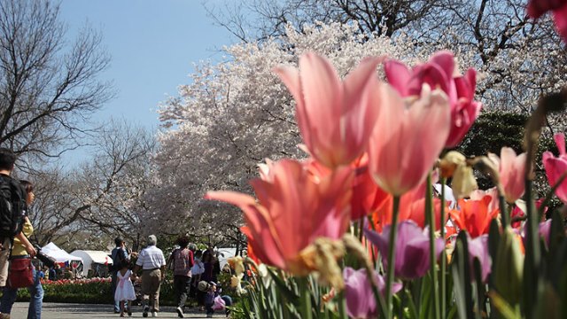 Dallas Blooms at the Arboretum