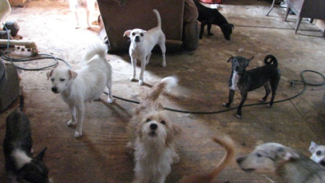 SPCA Seizes Dogs in Grand Saline