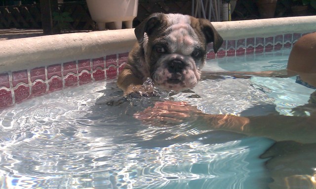 Dog Days of Summer 2011 - Gallery IV