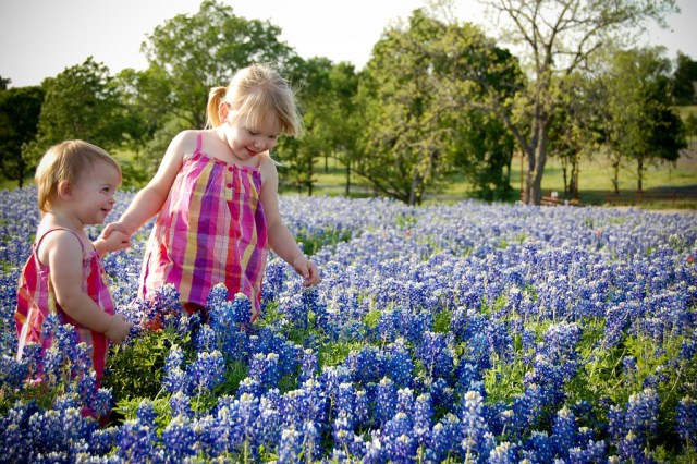 Bluebonnets 2011
