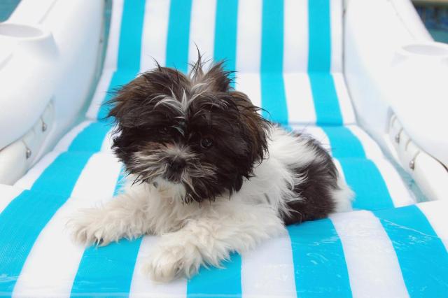 Dog Days of Summer 2009 - Gallery VI