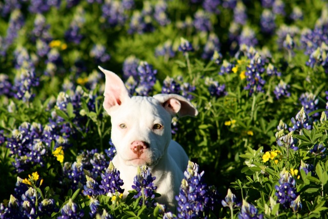 Bluebonnets in Bloom - Gallery II