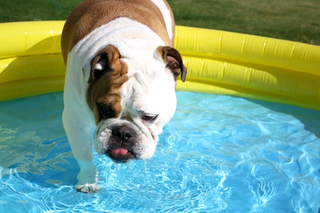 Dog Days of Summer 2012 - Gallery IV